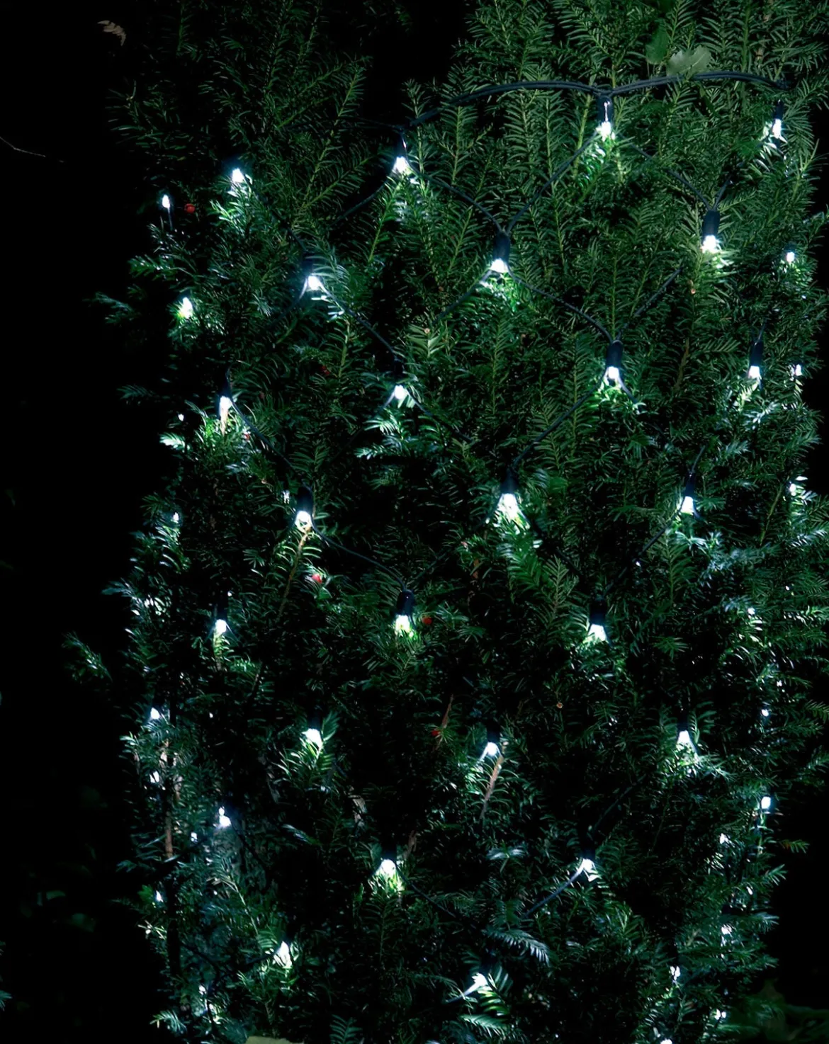 Dacore Gardinkæde - Startsæt - 230V - 100 LED - 110x100 cm