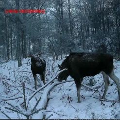 Nedis Ultra HD 4K vildtkamera