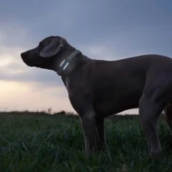 Tractive HUND 6 GPS-tracker
